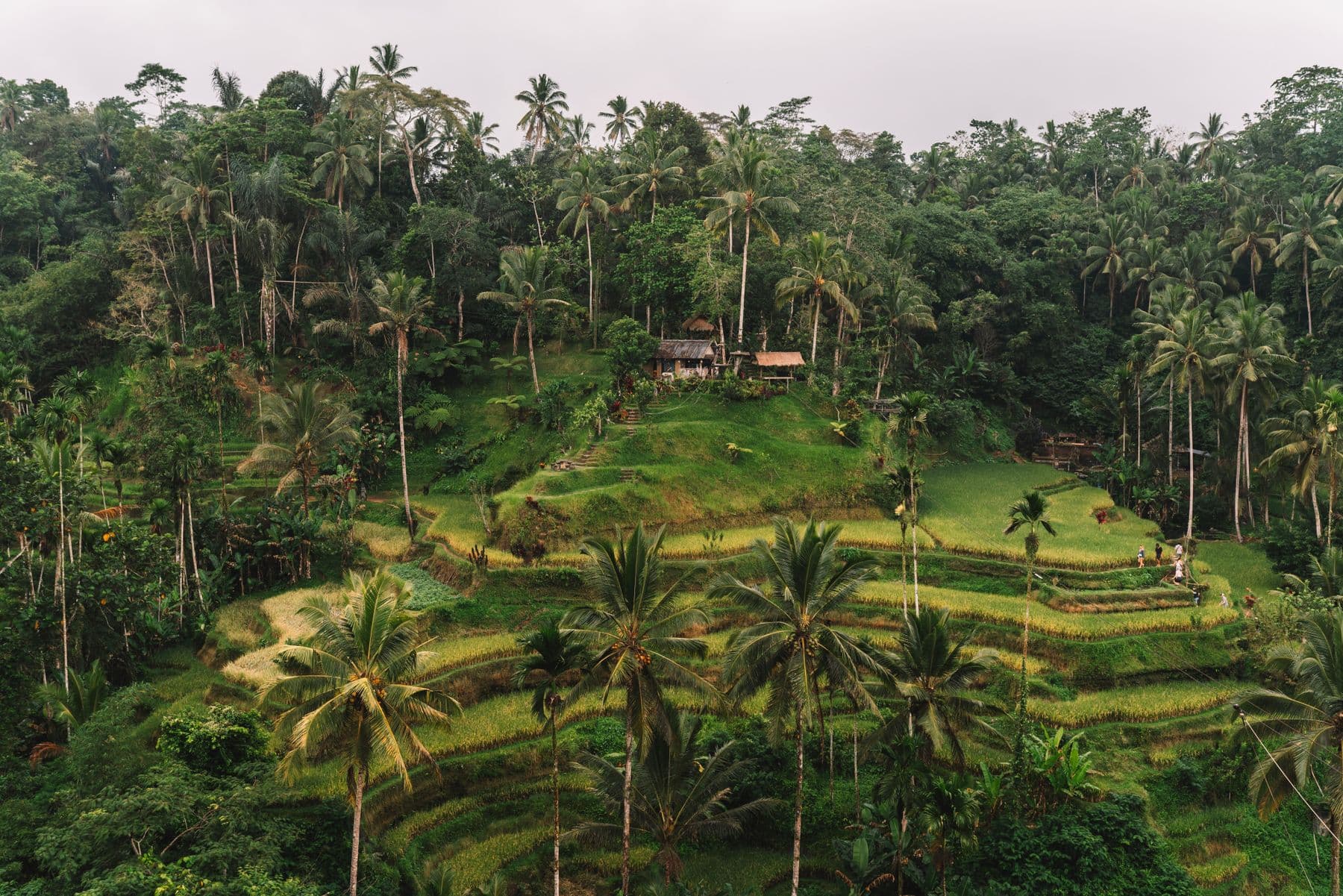Terraced rice fields in Ubud, Bali
